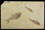 Diplomystus With Knightia Fossil Fish - Wyoming #144183-1